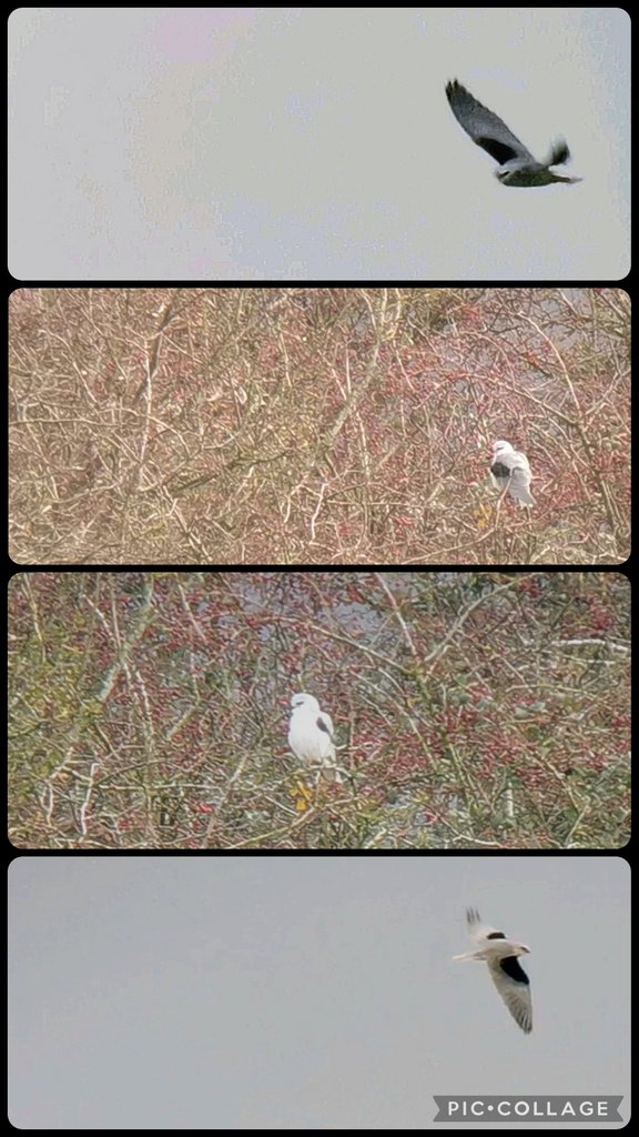 The White Falcon 💙 tweet media