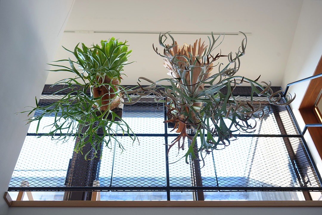 ビカクシダはいいぞ！
platycerium-collection.com