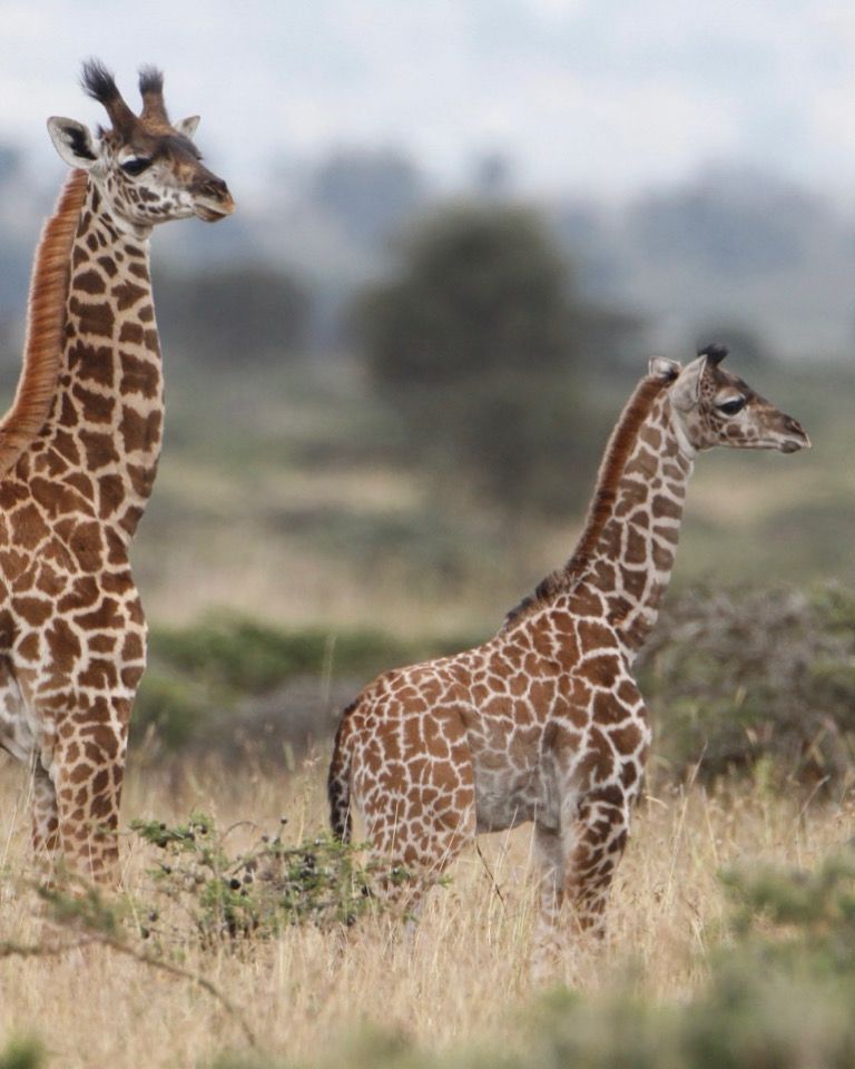 In this quiet time between Christmas and New Year, we’re reminiscing on some truly special days spent with these beautiful giraffes 💛
We hope you’re enjoying a restful break, surrounded by family, love, and a little bit of magic. ✨

#SaveGiraffesNow