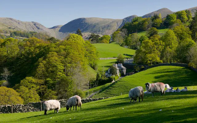 British upland grazing has been continuous for 6,000+ years.

We have archaeological evidence of pastoral farming on the same hills that graze cattle and sheep today.

For six millennia, those hills have had large herbivores eating grass and depositing nutrients.

The ecosystem