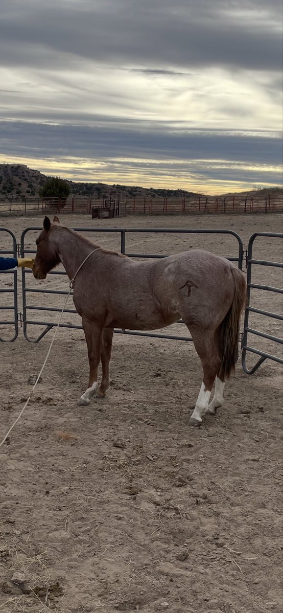 This hashtags filly is one of the nicest we’ve ever raised. Big things in the future for her.