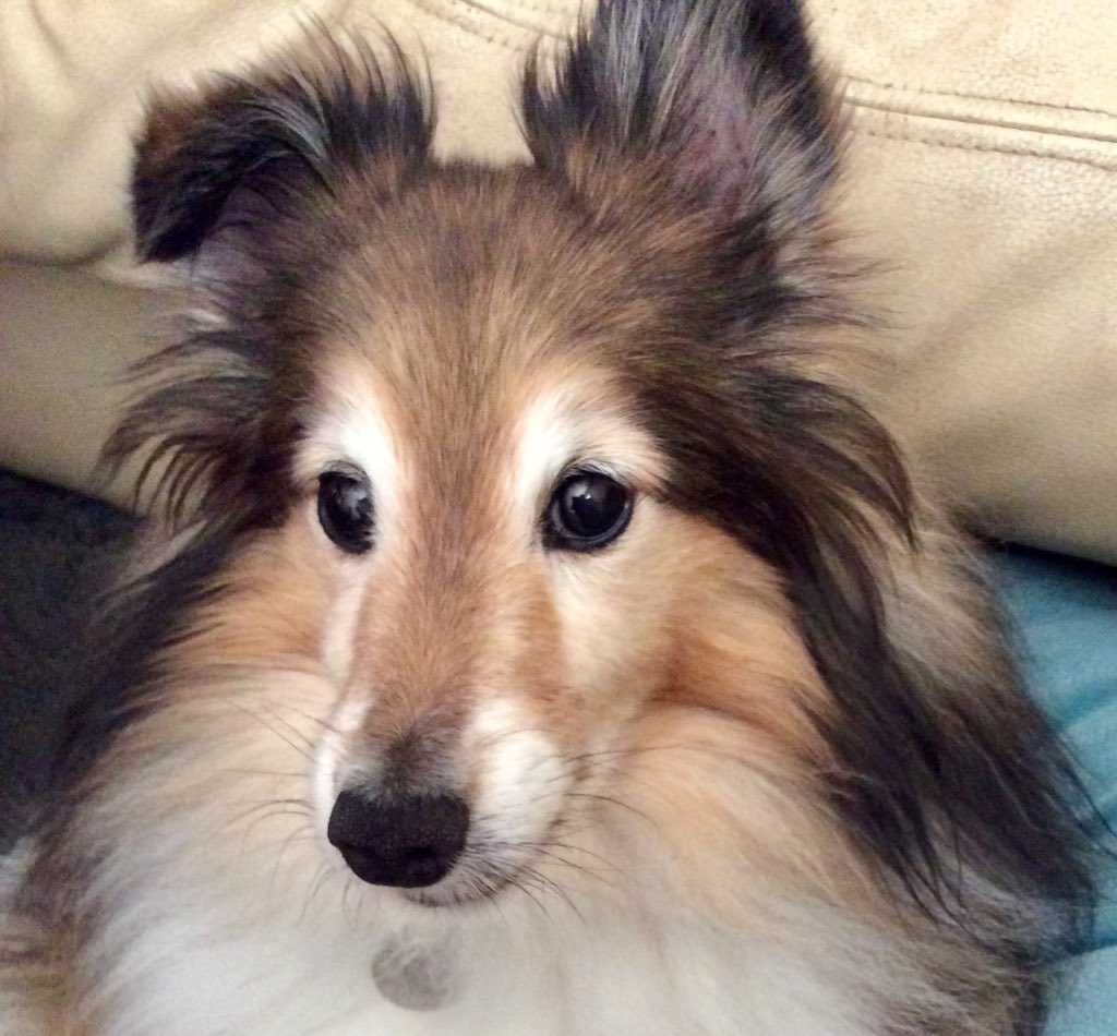 Wylie Sheltie🌈 tweet media
