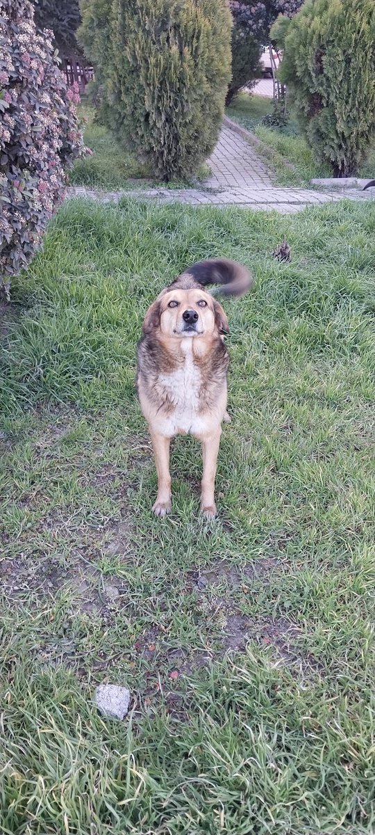 Lütfen Rt Yapin
Kayip Araniyor
Bal Karabük'ten Izmir Karsiyaka'ya sahiplendirildi.Sahiplenen kişi nakil aracindan indirirken kacirdi.Kizim bilmedigi yerde tek basina kaldi. Bulunmasi icin rt yapar misiniz?