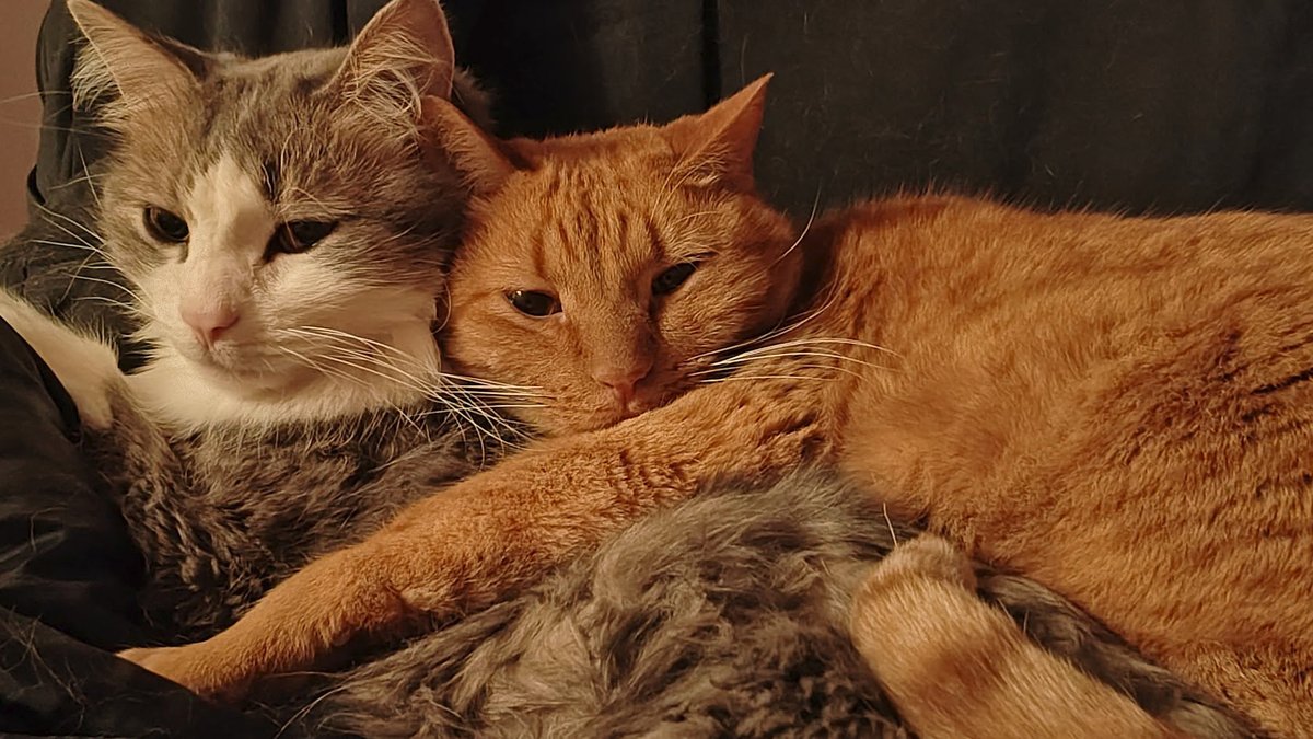 🐱 Loki & Gambit & Lucy🐱 tweet media