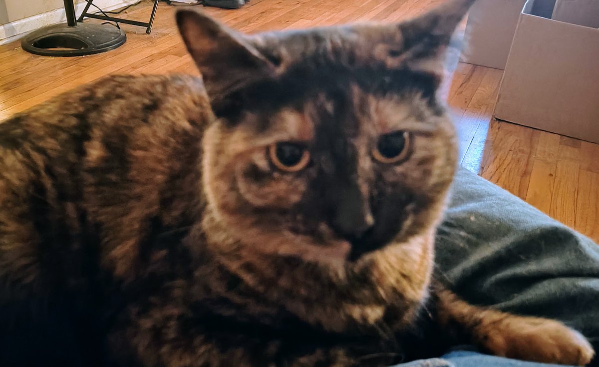 🐱 Loki & Gambit & Lucy🐱 tweet media
