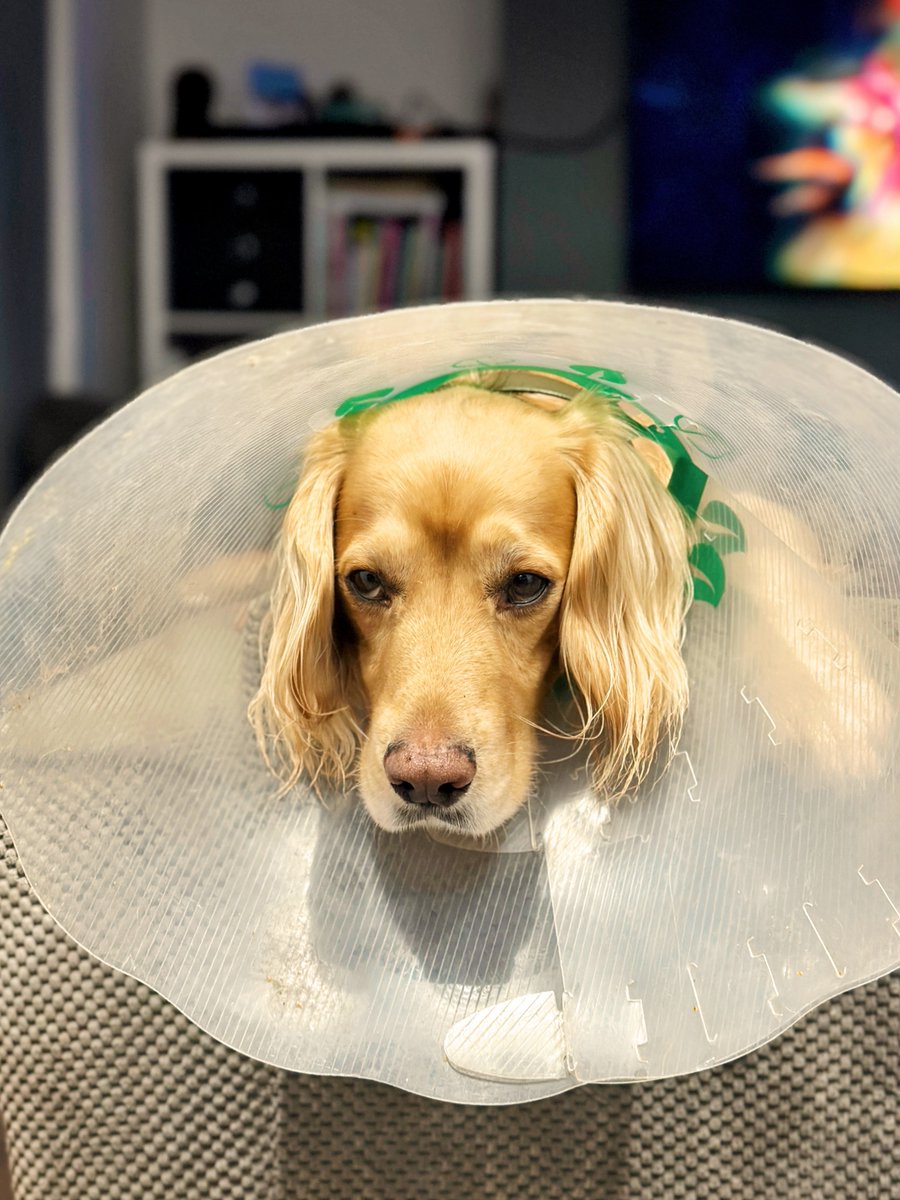 Because I keep taking my boot off. He’s put the cone of shame on me. Said something about being for my own good 😮‍💨