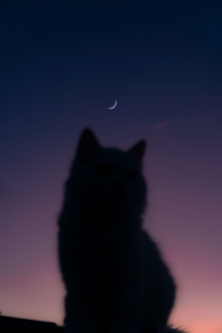 الغروب والقطط .. الأحب لقلبي ❤️