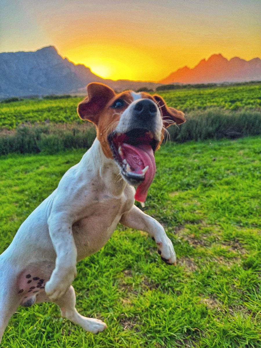 Sunset vibes &amp; fetch 🎾🐶🤎 
@merlot_the_jack_russell