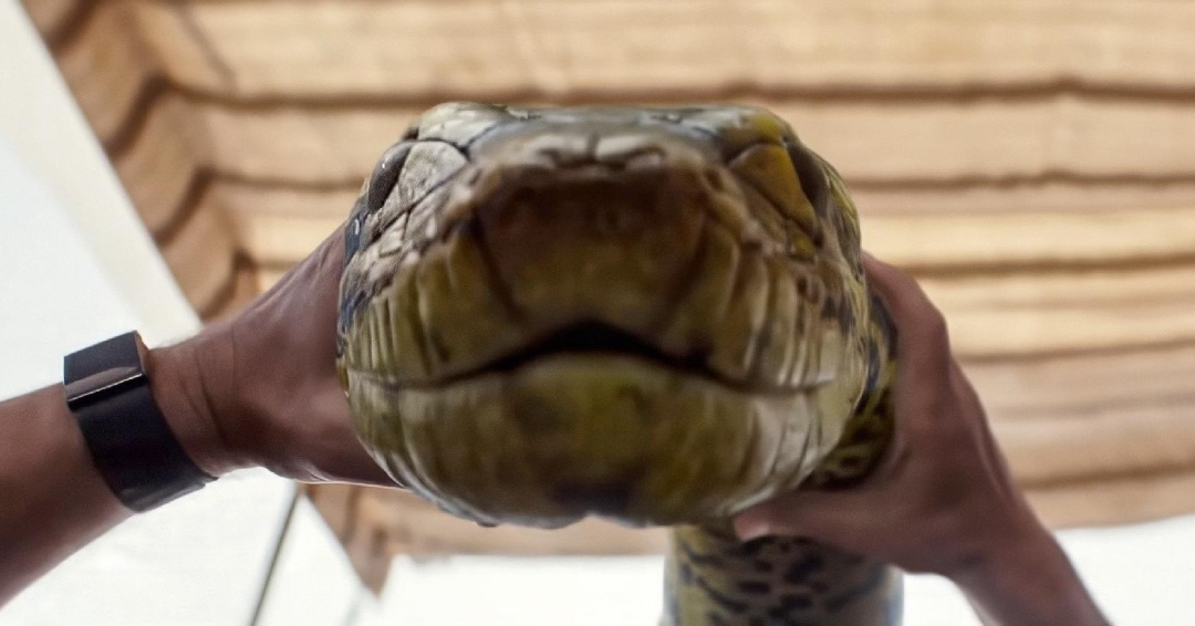 Fandango's tweet image. POV: You are Paul Rudd in #AnacondaMovie.

Watch ANACONDA in theaters today! fandan.co/Anaconda