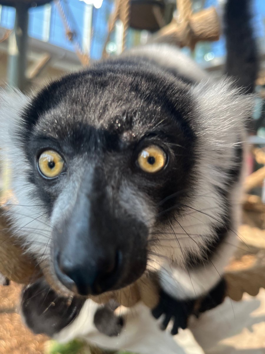 Our male black-and-white ruffed lemur pup ‘Hazo’ is all of us looking at you on #VisitTheZooDay! 👀 

Every visit to the zoo supports critical conservation work both here at the zoo and around the globe. 💚
 
Get your tickets with the link: bit.ly/3sXlQM9 

#YourZooYYC