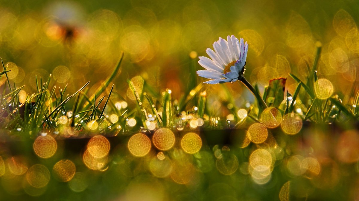 WetterOnline's tweet image. Das heutige Morgenrot (22.12.2025) in Bietigheim/Baden war atemberaubend. Ein kleines morgendliches Lichterfest verzauberte das Gänseblümchen, was sich viele so kurz vor Weihnachten ganz anders vorstellen würden. 

📷 Klaus Hammer 

#bietigheim #baden #morgenrot #gänseblümchen