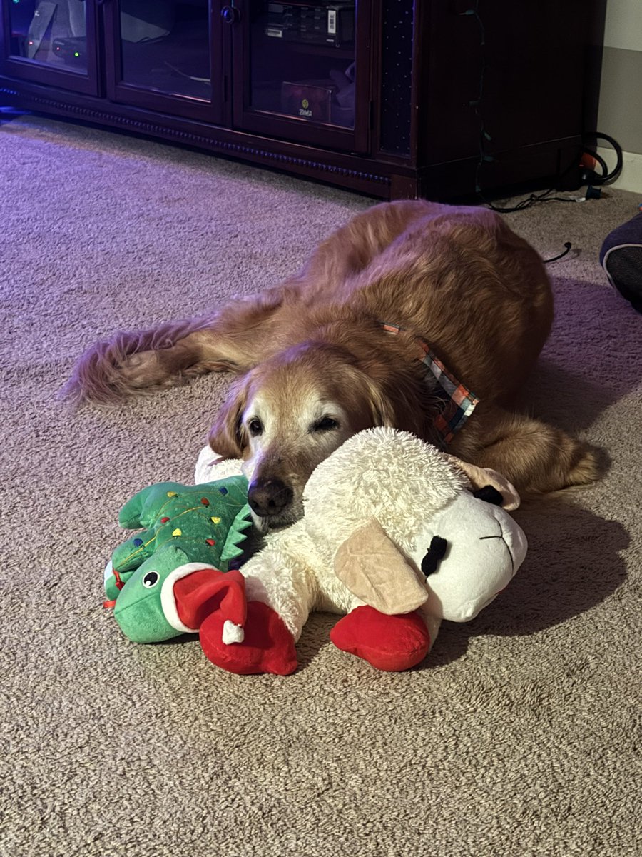 purdueturfy's tweet image. Old man Mav is still reeling from Christmas festivities #dogsofturf