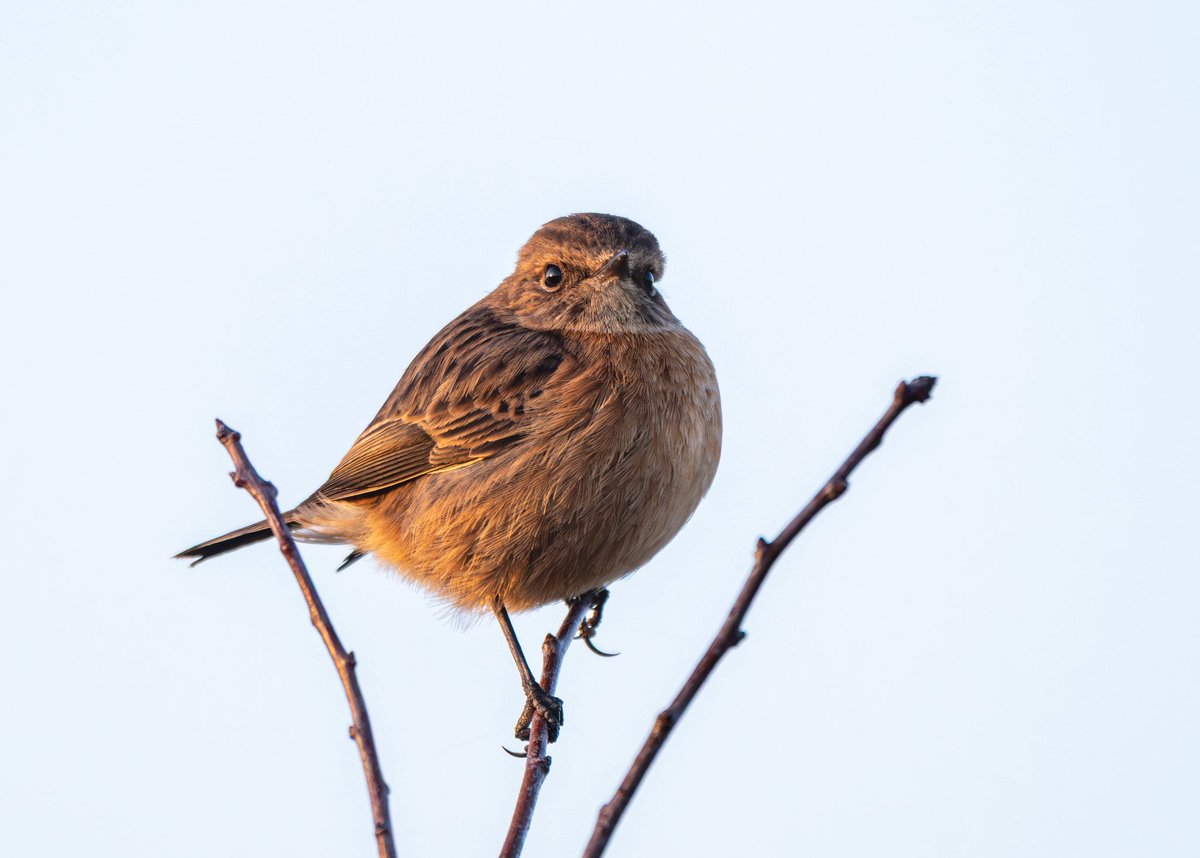 More from the Stonechats, above in Dargavel, Renfrewshire. #birds