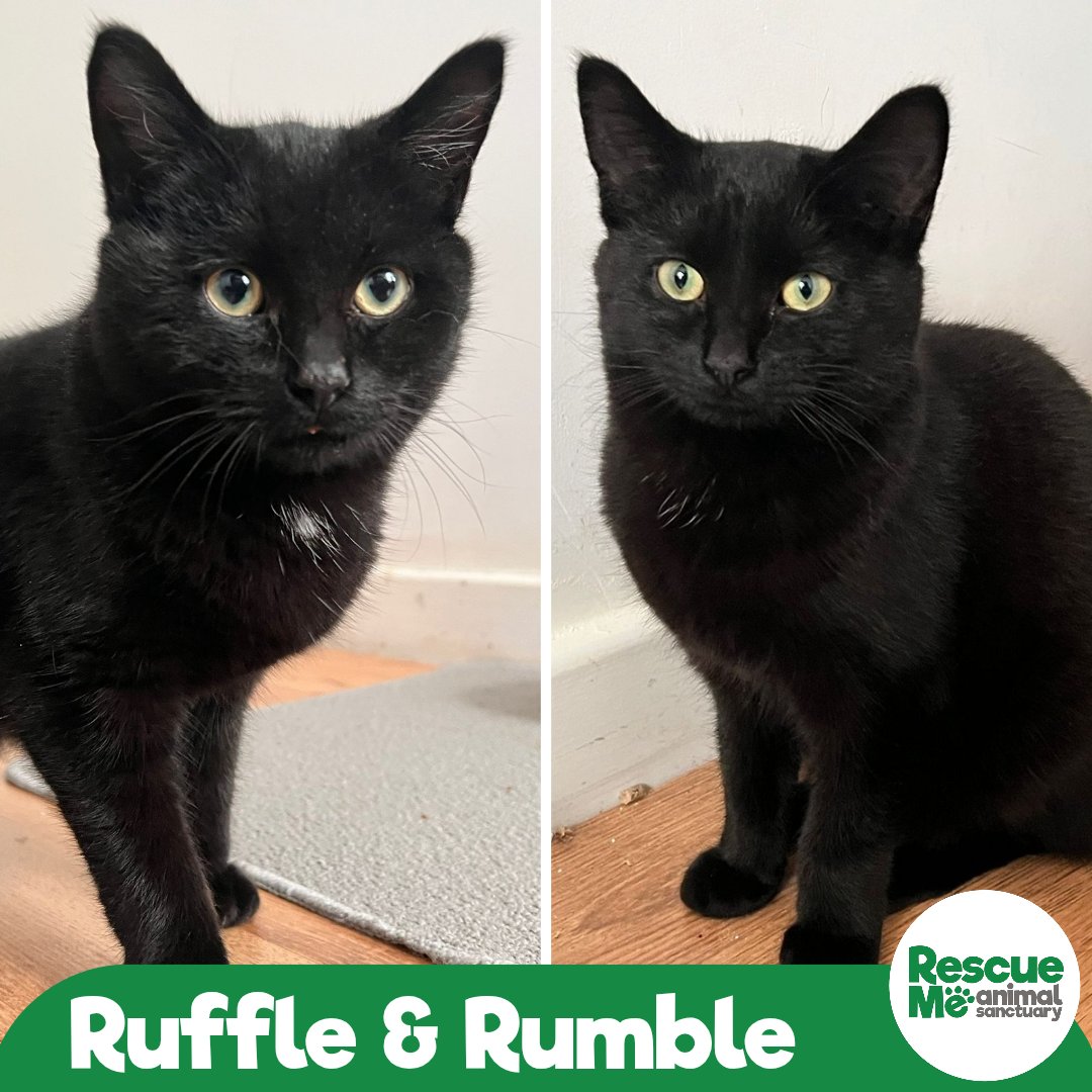 These kittens all came from the same semi feral colony &amp; sadly all have neurological issues giving them a wobbly walk so they need INDOOR homes! They're much friendlier now but need sensible patient homes 🥰 Call 07952017696 #AdoptMe #Liverpool #Caturday