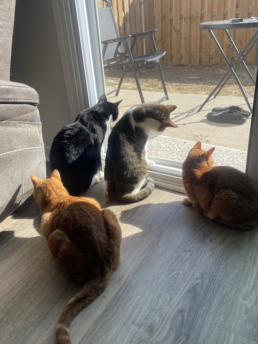 BlakeDfromtheI1's tweet photo. @lindskeenan @hippyseachick I can’t go a morning without my tabby talking to me about how it’s feeding time. https://t.co/MuC0Sumu58