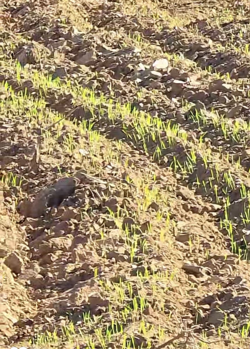 ملتقى قبيلة السمره من جهينة tweet media