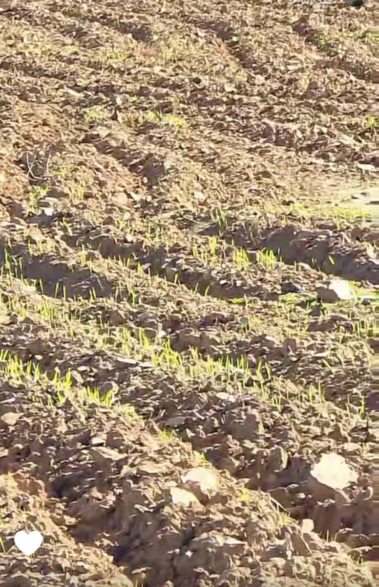 ملتقى قبيلة السمره من جهينة tweet media