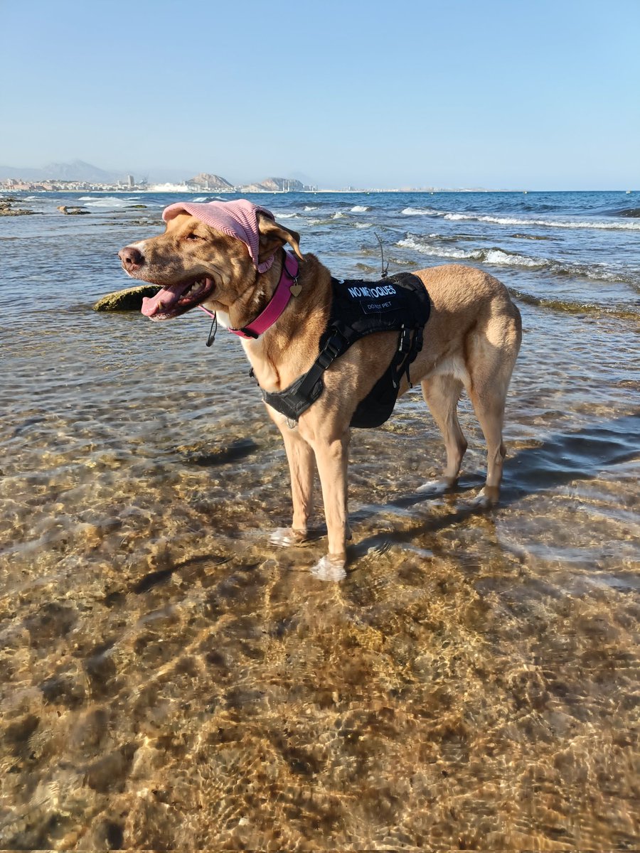 Adopté a Sáhara con 4 años y medio así que nunca tuve la oportunidad de conocerla cachorra, hace tiempo una persona la reconoció paseando y me pasó una fotito de cuando era bebé y la atesoro con mucho amor