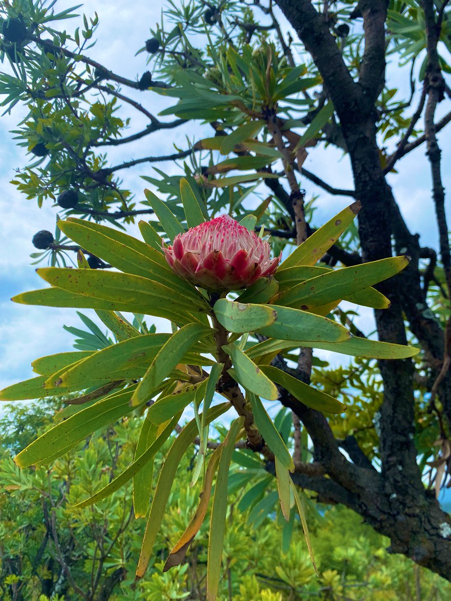 Vusimuzi Kubheka tweet media