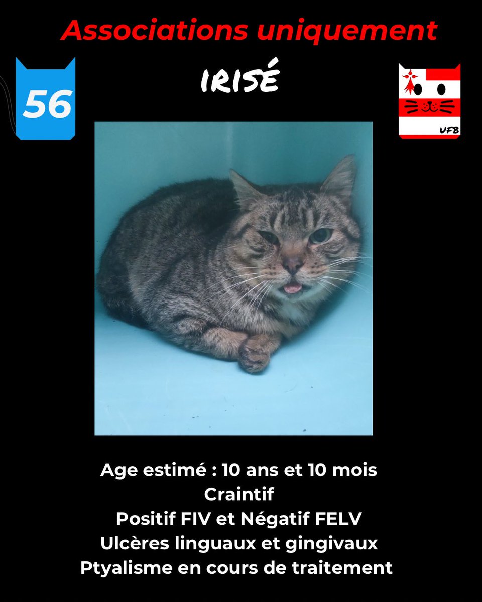 justineducern's tweet image. En Fourrière en Bretagne dans le département 56
J'ai été trappé, car non identifié
Seule une association peut me sortir de cette fourrière pour me sauver avant le 03/01/2026
Pour Renseignements: 
Faire un message à Urgences Fourrières de Bretagne 
Lien 
facebook.com/urgencesfourri…