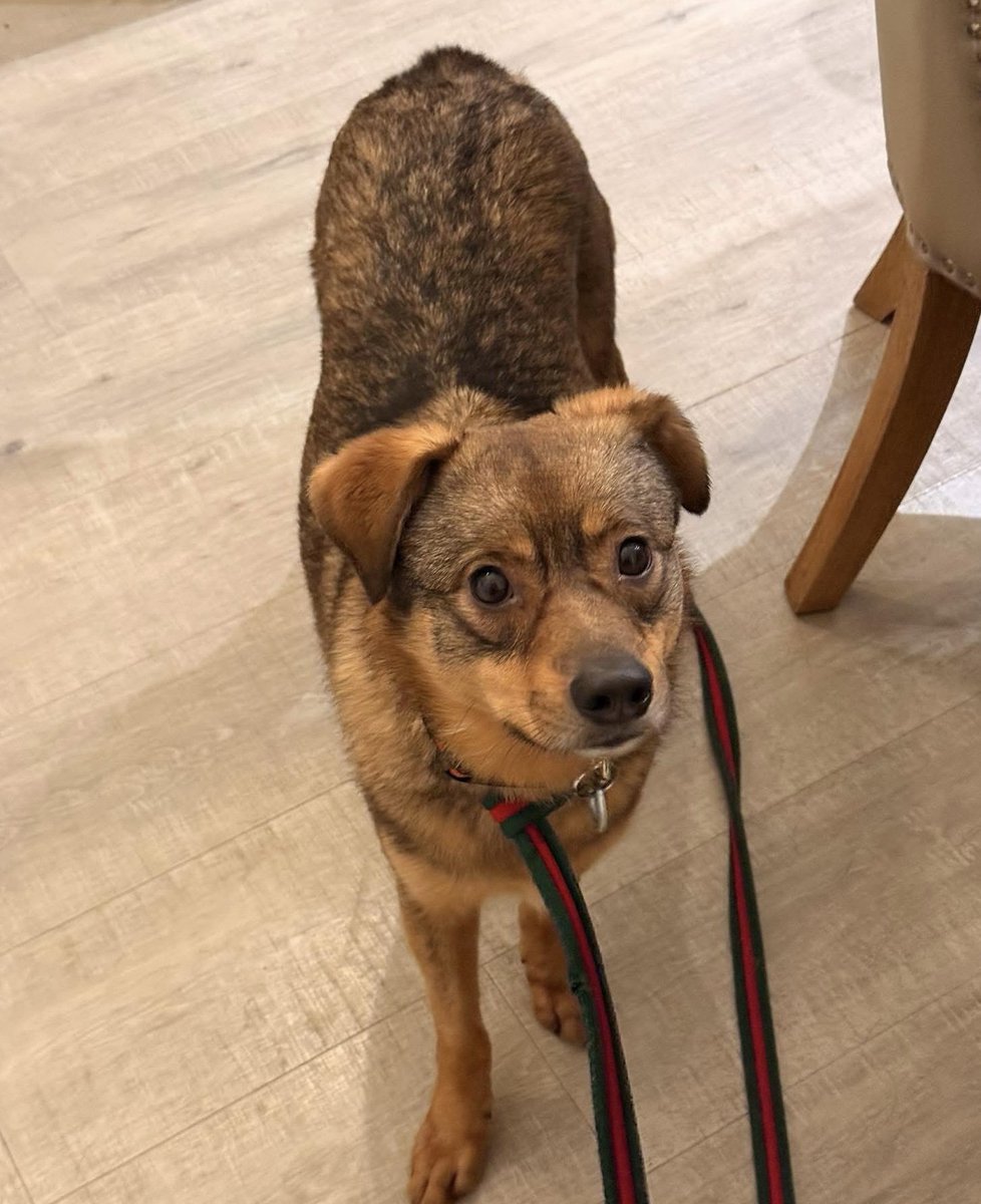 millypod1's tweet image. 🆘27 DEC 2025 #Lost Coco /Justice #ScanMe
Cross Breed Female
#Ely #CB6 East #Cambridgeshire
Has Red and Green lead attached.
doglost.co.uk/dog/201456
