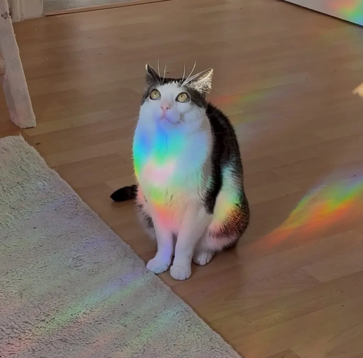 Crunchycat Luna tweet media