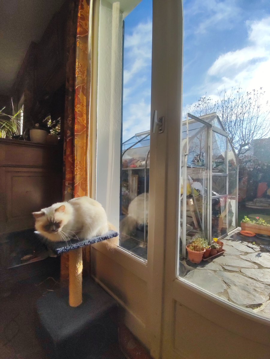 Hi furriends !😻❄️🌞🎄 We have beautiful sunny days!I hope mew enjoy the after Christmas time too! #CatsOnX #catsofx#catsoftwitter #catsontwitter