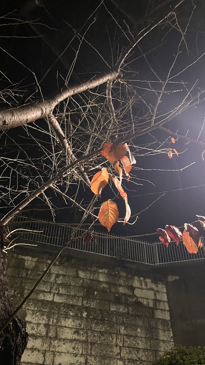 arihiro006's tweet image. 2025年アリがとう