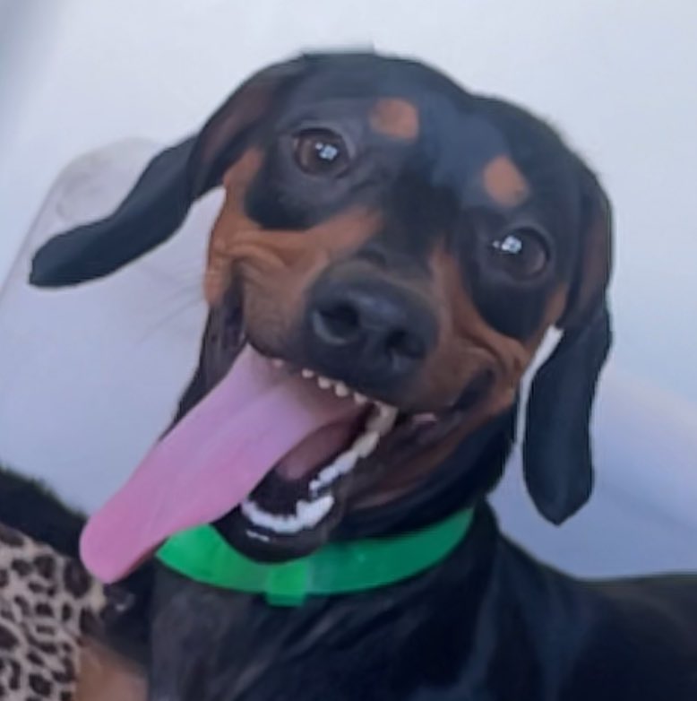 Venusitis tweet media