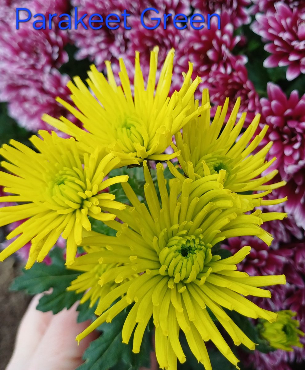 villaribo2016's tweet image. Розпочинаю тред з серії Santosh-низькорослолі горшечні.
Фото 1,2,3.
Фото 4-Parakeet Green.Теж низькоросла,горшечна.
Цвітіння кінець жовтня.