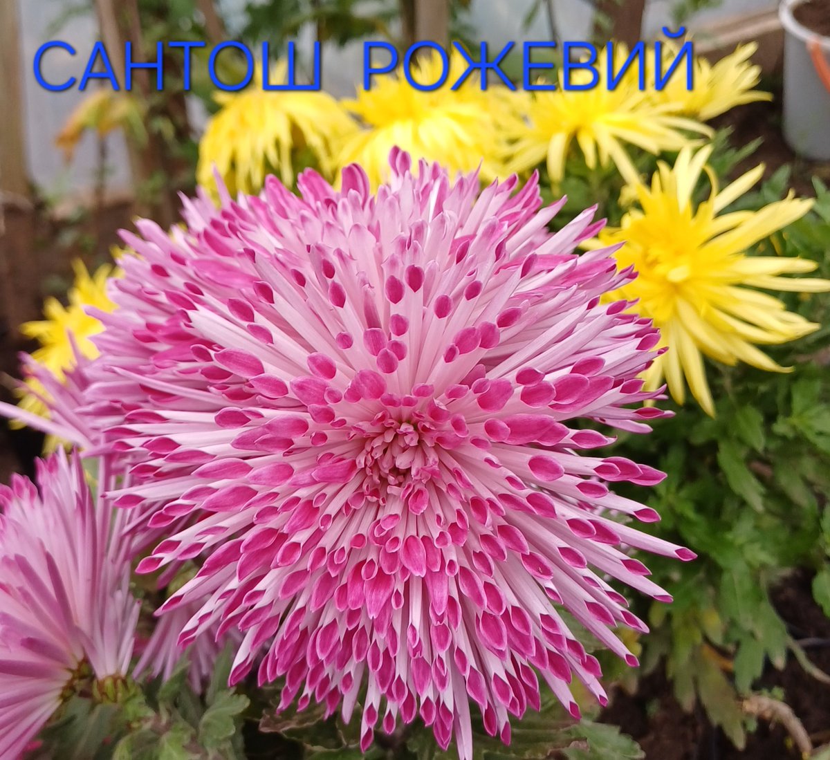 villaribo2016's tweet image. Розпочинаю тред з серії Santosh-низькорослолі горшечні.
Фото 1,2,3.
Фото 4-Parakeet Green.Теж низькоросла,горшечна.
Цвітіння кінець жовтня.