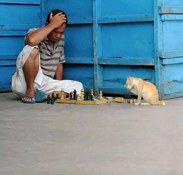 Punch Cat (@punchingcat) on Twitter photo 