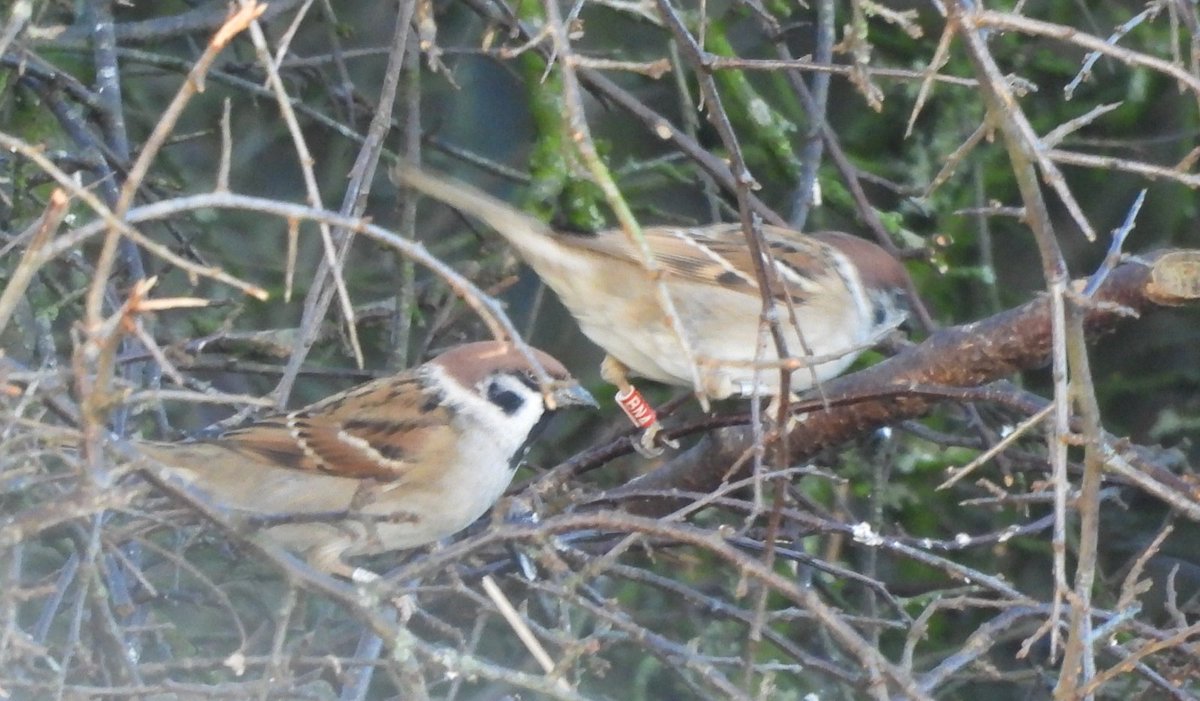 g76birder's tweet photo. A selection of ringed Tree Sparrows from the Flenders Tree Sparrow project in Clarkston. https://t.co/cl234VX6J7