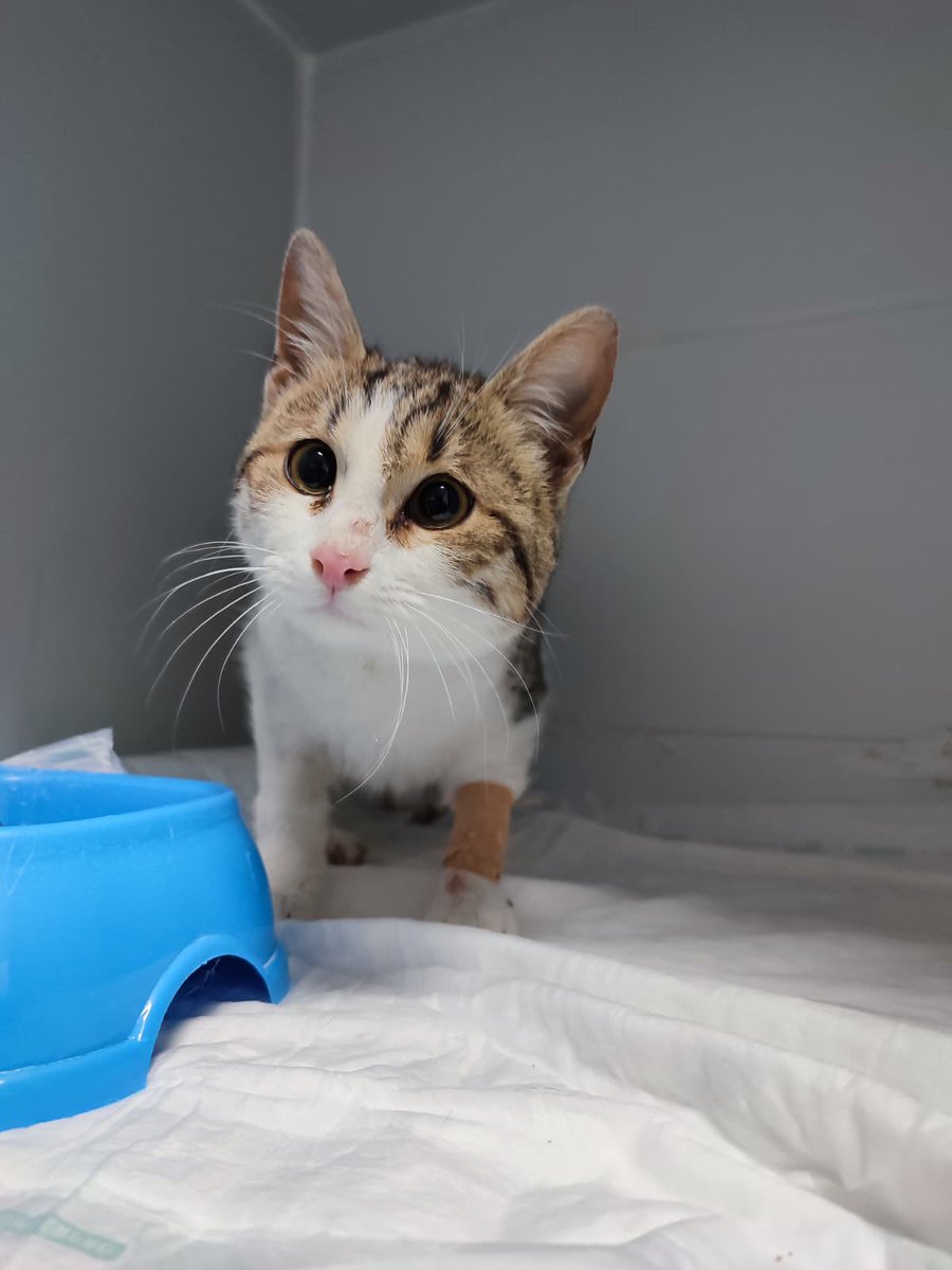 nasıl beni kimse istemez anniş nasıl kimse sormaz nasıl nasıl nasılll😭