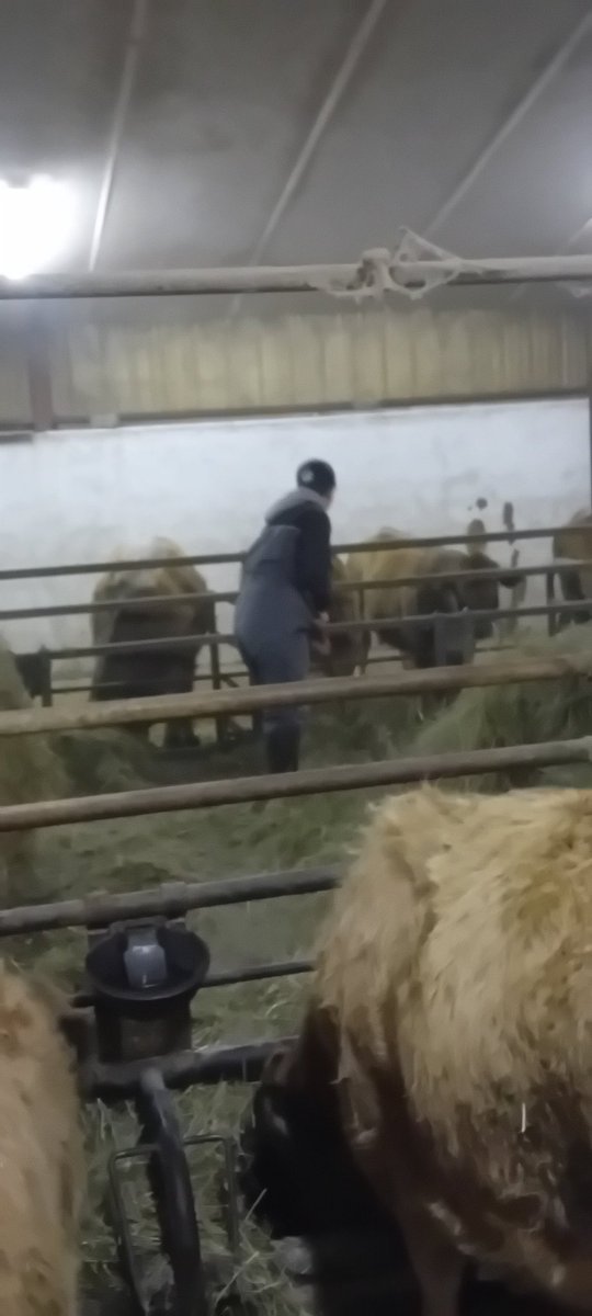 agric15's tweet photo. Si vous saviez comme j apprécie ces moments avec mes filles
Elles viennent m aider a m occuper de mes animaux elles savent deja ce qu'il faut faire.
Cest tellement ressourçant https://t.co/HmzR9uJyLf