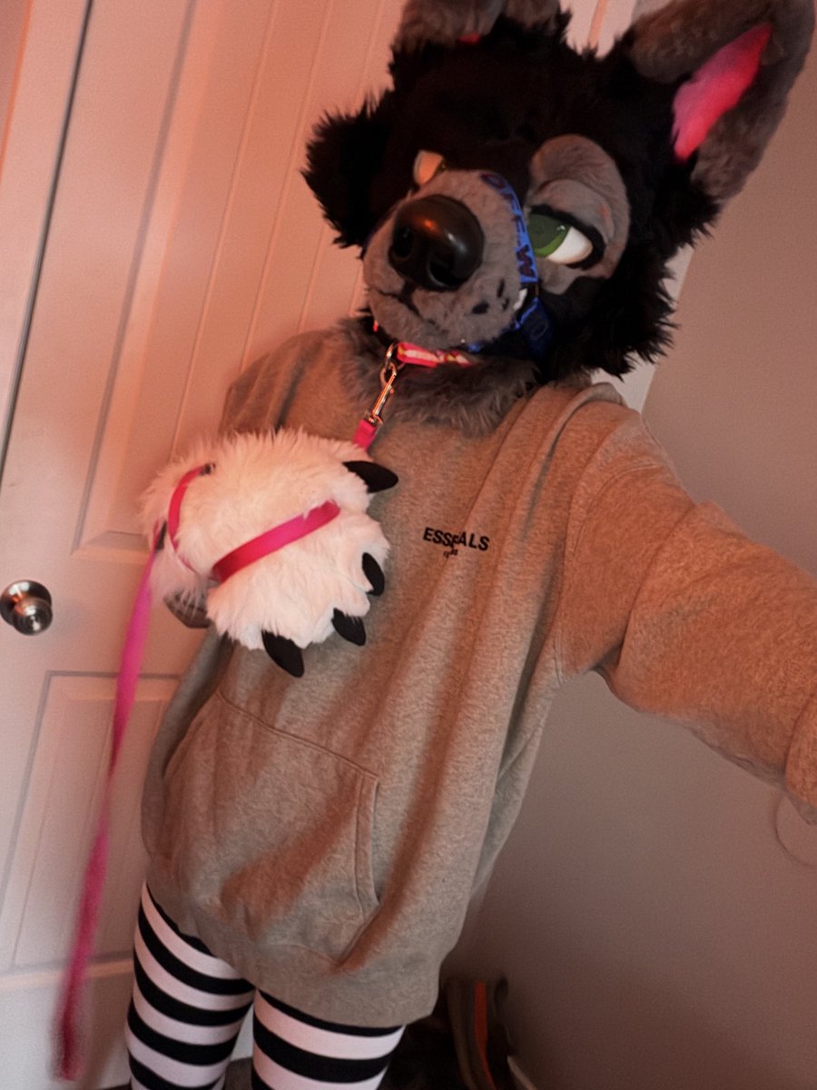 Oreo Collie tweet media