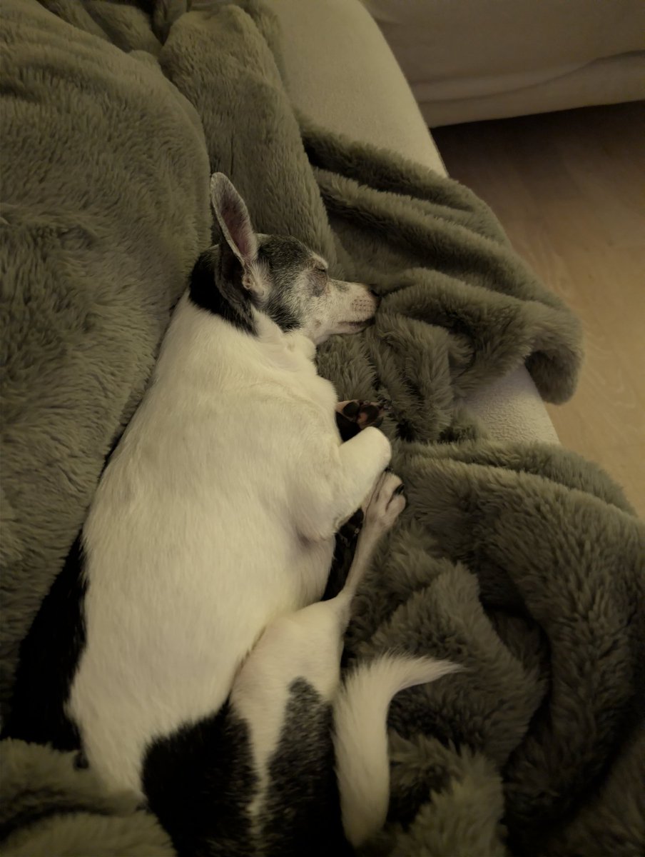 Sindrener tweet media