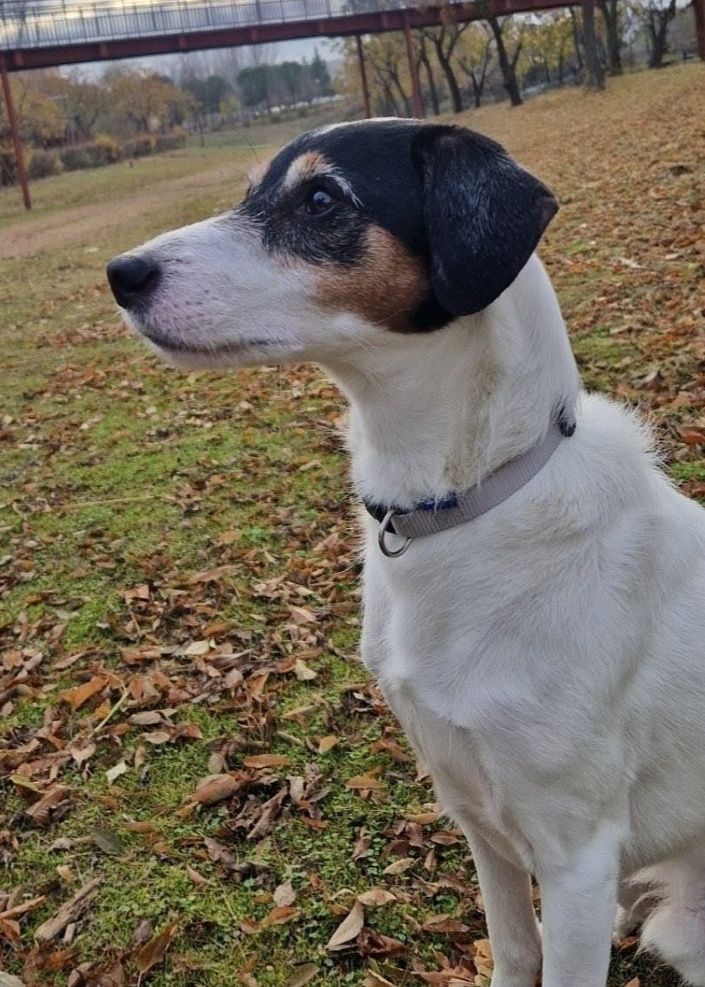 SosAbuelos1's tweet image. Solo #MADRID
#CANELO tiene solo 8 añitos, su familia atraviesa por serias dificultades, y han decidido que no pueden darle la vida que merece; apenas sale a la calle, está todo el día solito en casa, sufriendo mucho... 

Vamos a buscarle a quien le devuelva la alegría a esos…