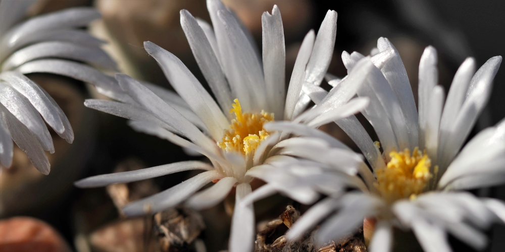 echigo_shiro's tweet image. 令和７年１２月２８日（日曜日）先勝
1888年（明治21年）学校で身体検査制度化の開始
#リトープス