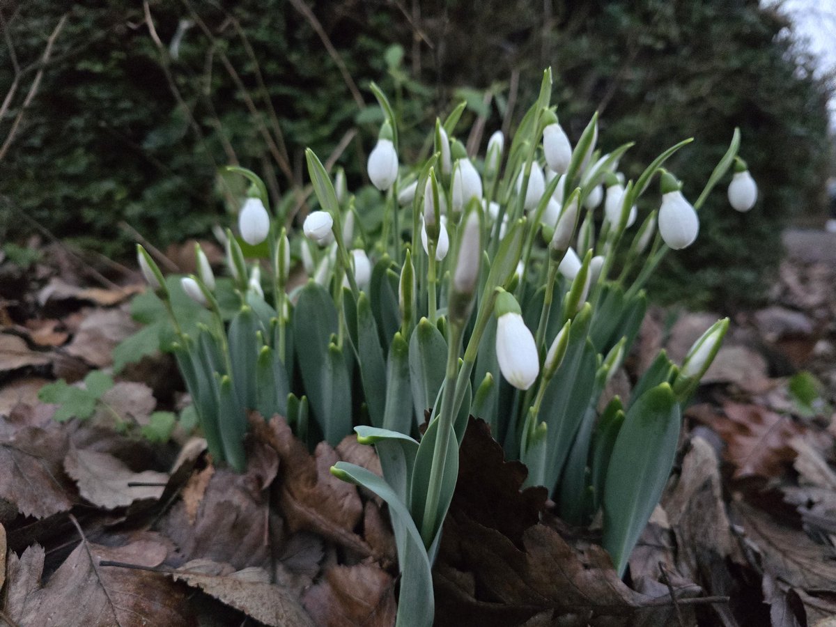 Liam Ball tweet media