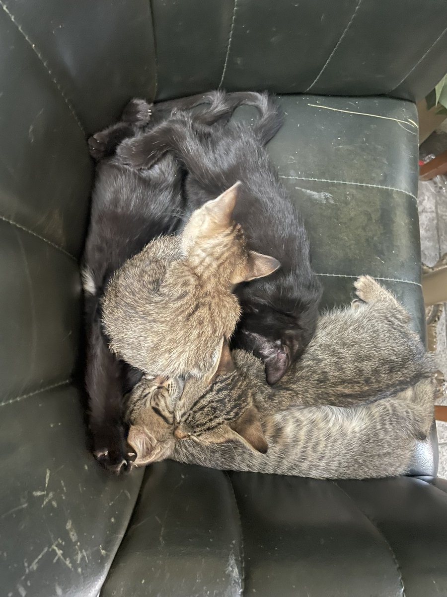 birleşip kaplan olcaklarmış