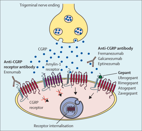 NeuroWalid's tweet image. CGRP-targeted therapies in Migraine. Mechanism of action. 
#neuroptip #neuropharmacology #headache

Credit: thelancet.com/journals/laneu…