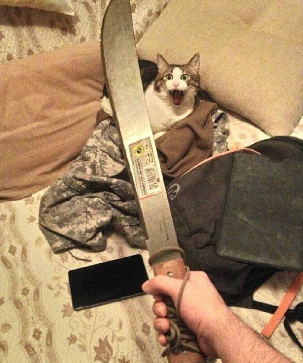 Punch Cat (@punchingcat) on Twitter photo 