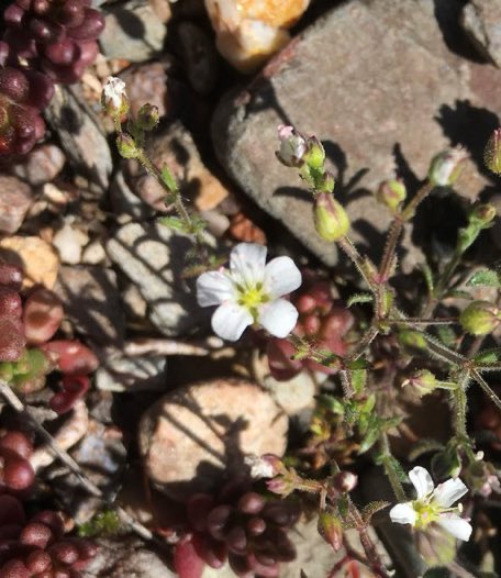 Equip de Biologia de la Conservació - UB tweet media