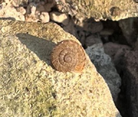 Equip de Biologia de la Conservació - UB tweet media