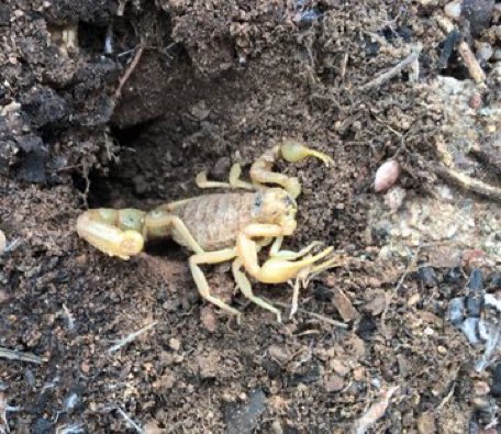 Equip de Biologia de la Conservació - UB tweet media