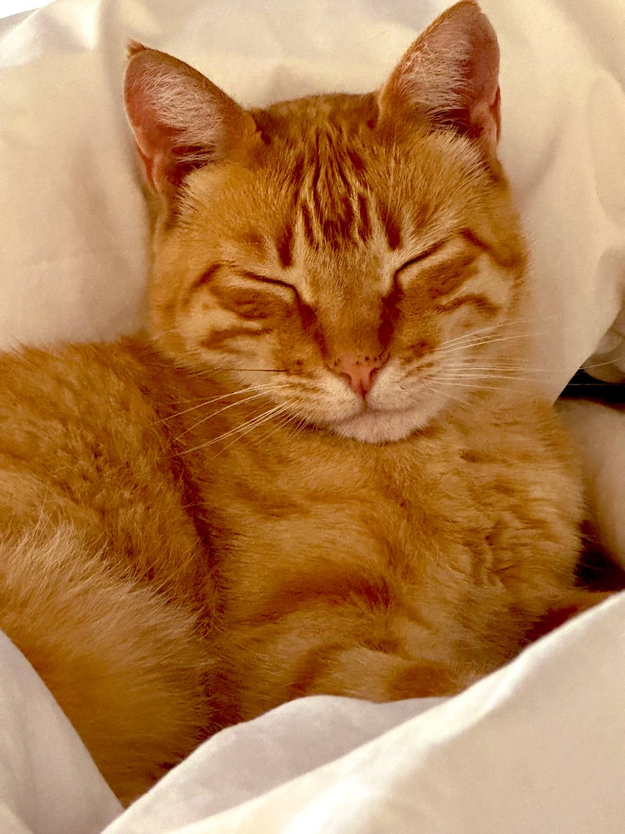 Gatita Champ en primer plano! Durmiendo tranquila y feliz