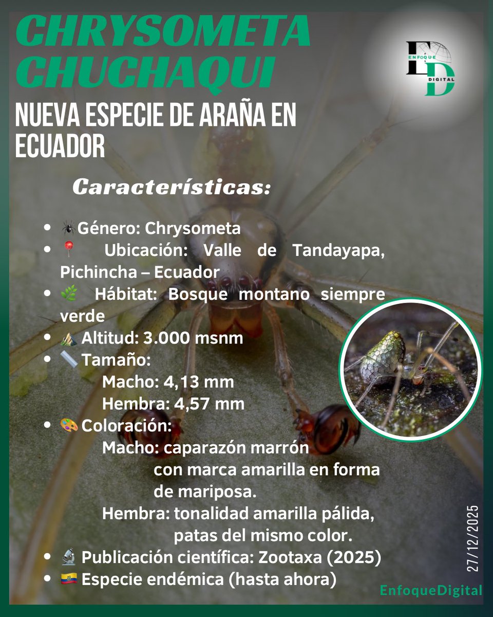 #Nacional 🇪🇨Nueva especie en #Ecuador🕷️🔬👏🏻el biólogo #PedroPeñaherrera descubrió en #Tandayapa #Pichincha nueva araña:#Chrysometa_chuchaqui.Habita bosques andinos a 3.000 msnm y su nombre rinde homenaje a la cultura ecuatoriana y a la banda Guardarraya.