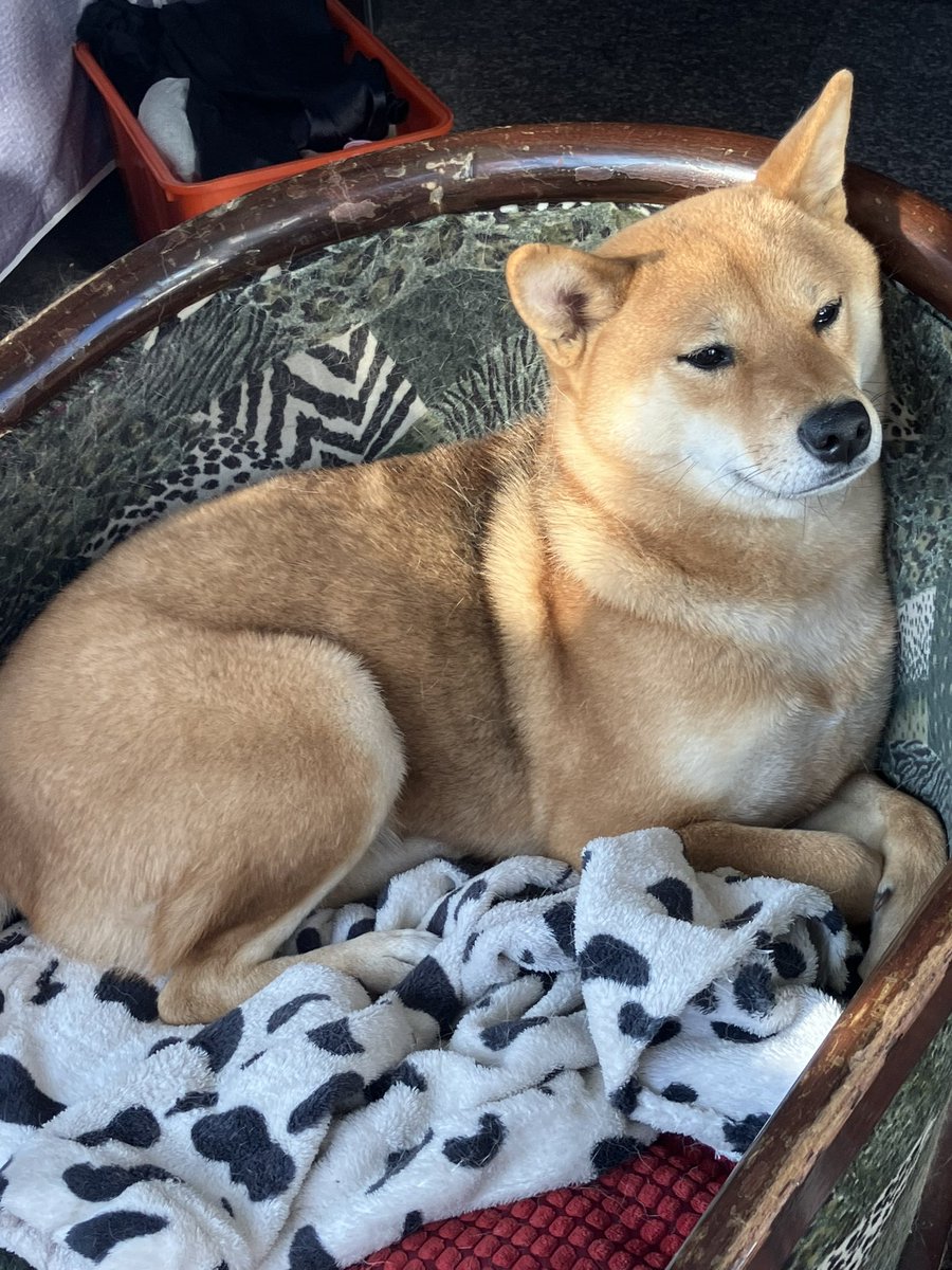 yuxiaoaa's tweet photo. 此贴用来辟邪。✊#犬 #ShibaInu https://t.co/Lls7PaIGDi