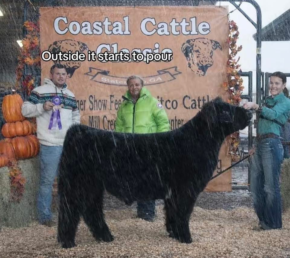 mattlautner's tweet image. From McEwan Family : Florida

3 Time Top 5 New World Order Steer 

Raised By Campbell/Goretska 

#MLCSires #ESSBulls #NWO